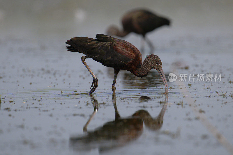 朱鹮(Plegadis falcinellus)